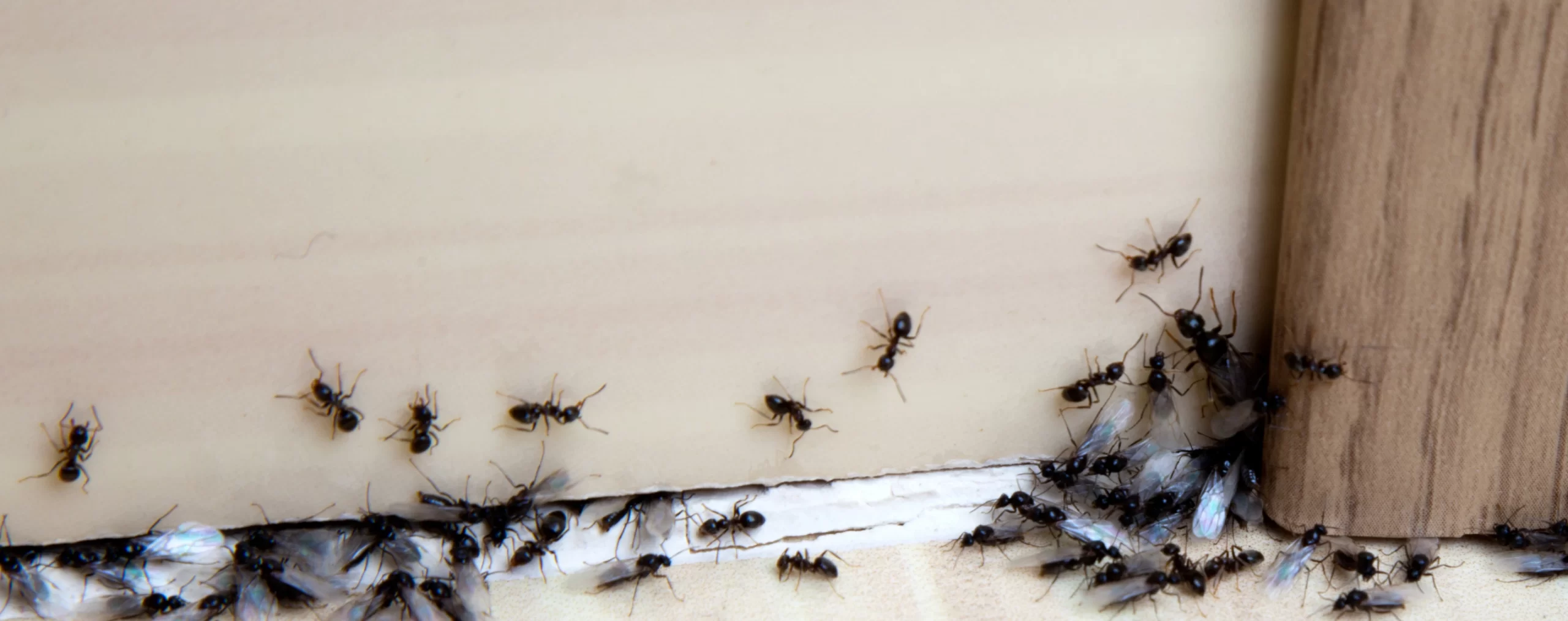 Get rid of your bed bug problem, no matter what ant species has visited you