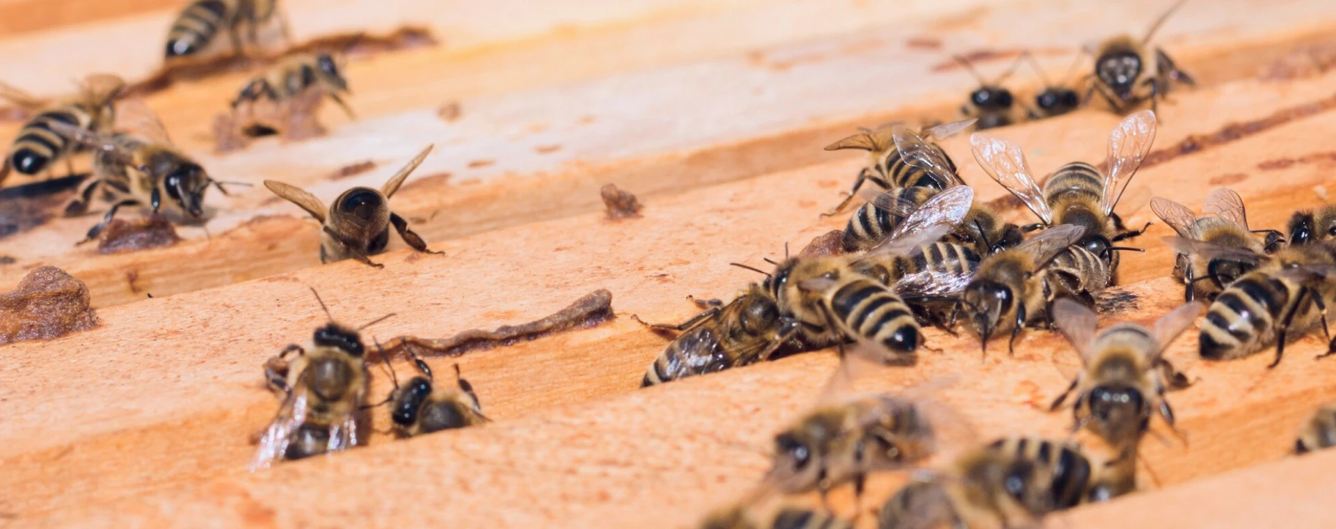 Toronto pest control: providing wasp nest removal Toronto