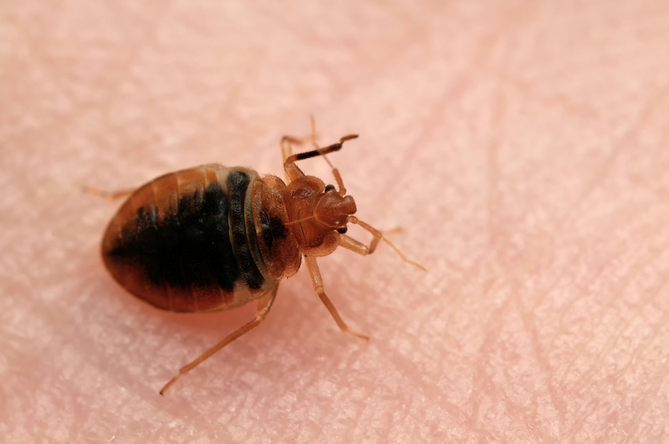 Bed Bugs Removal Toronto