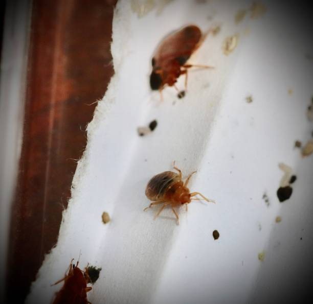 Close-up consequences of a bed bug infestation.