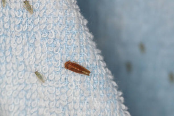 Infested bed before treatment