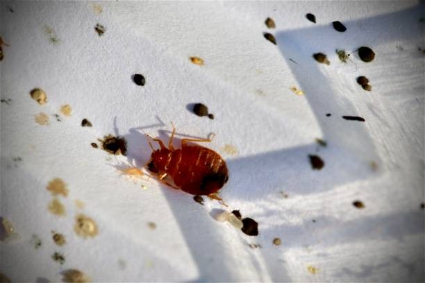 Infested bed before treatment