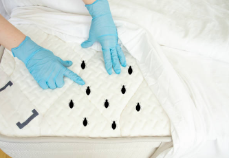 Technician inspecting for bed bugs