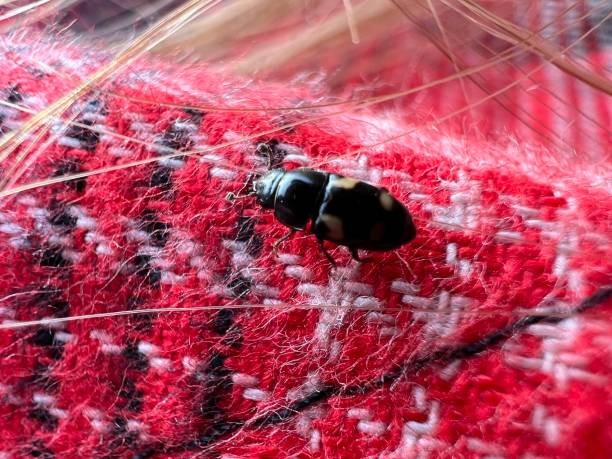 As the #1 bed bug exterminator, we make things easy for you and your loved ones