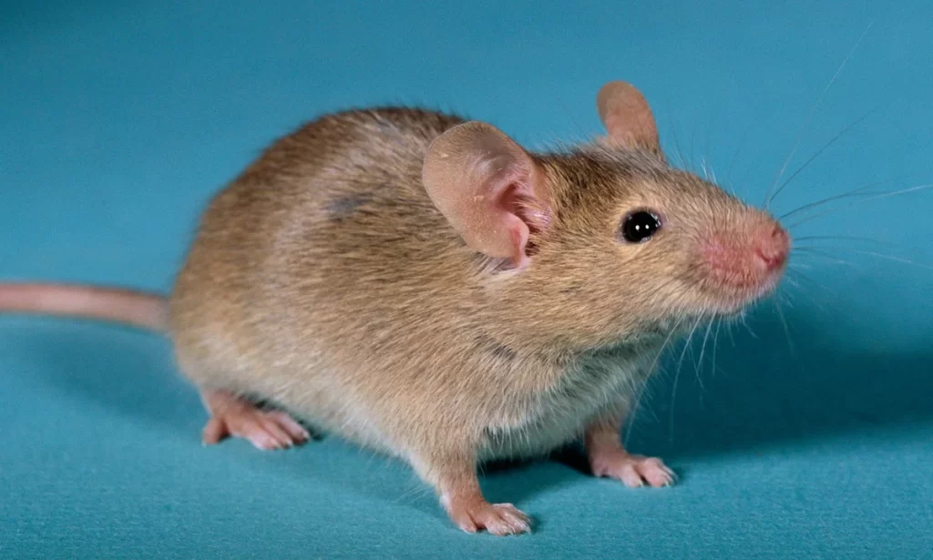 Why Do I Have Mice in My House