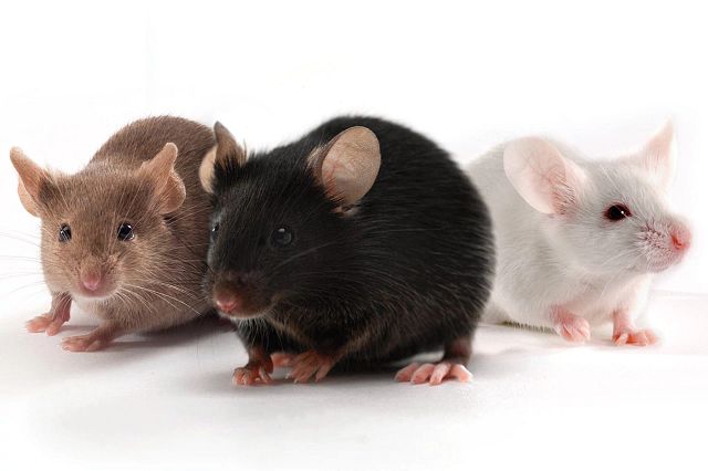 Prices for mouse removal and extermination