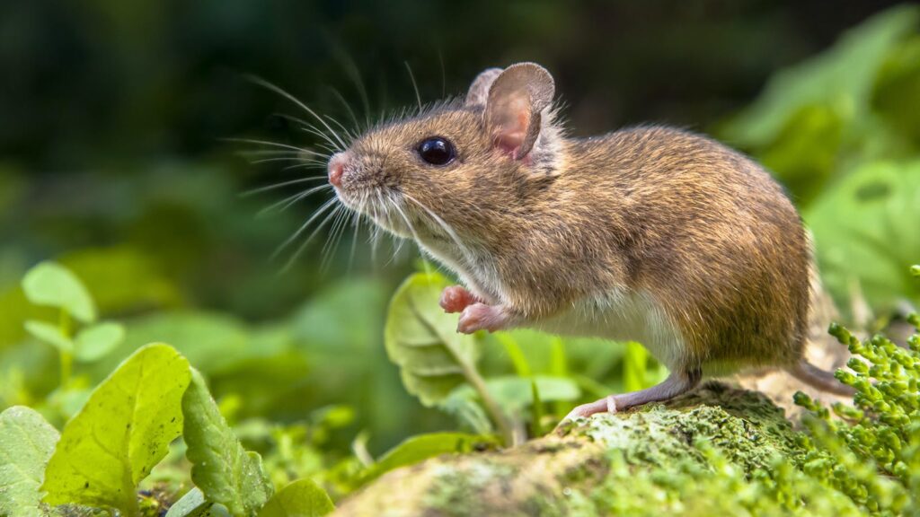 Is it Worth Getting an Exterminator for Mice?