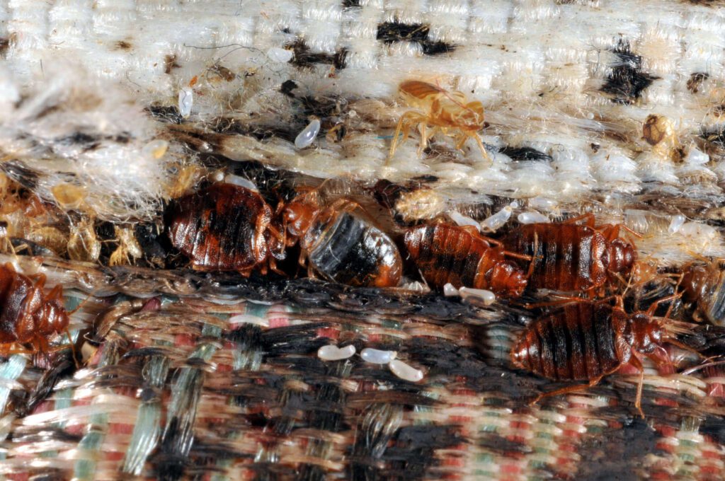 Oakville Bed Bug Exterminator