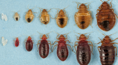 What are the first signs of bed bugs