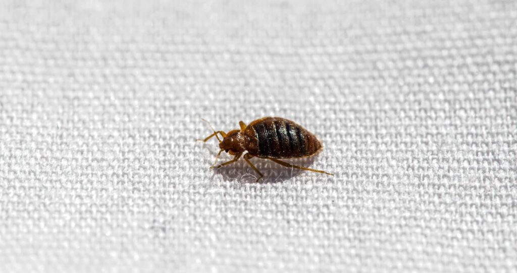 What Are Signs of Bed Bugs in Your Bed?