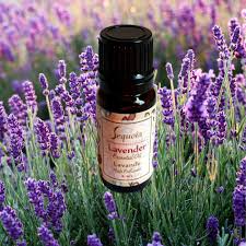 Will Lavender Oil kill bed bugs?