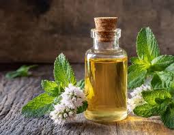 Will peppermint Oil Kill bed bugs?