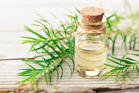  Will Tea Tree Oil Kill bed bugs?