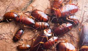 Can You 100% Get Rid of Roaches? Insights from the experts