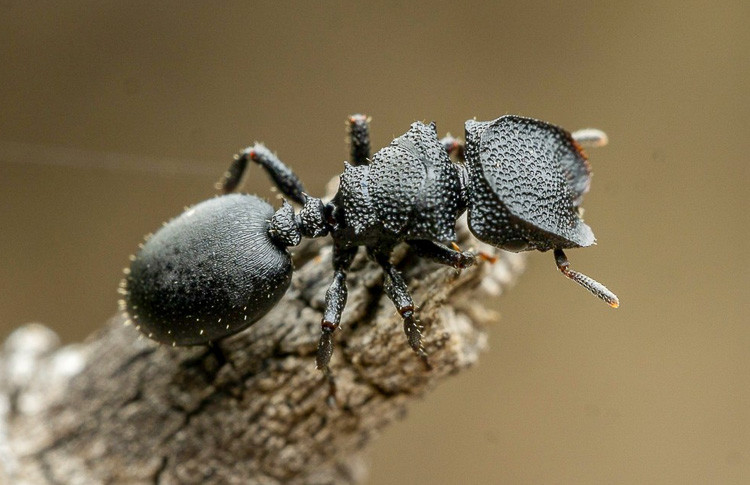 How to get rid of ants in oakville