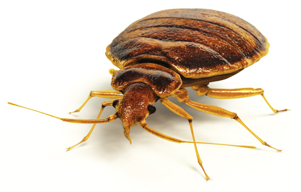 Bed Bug Extermination Burlington 