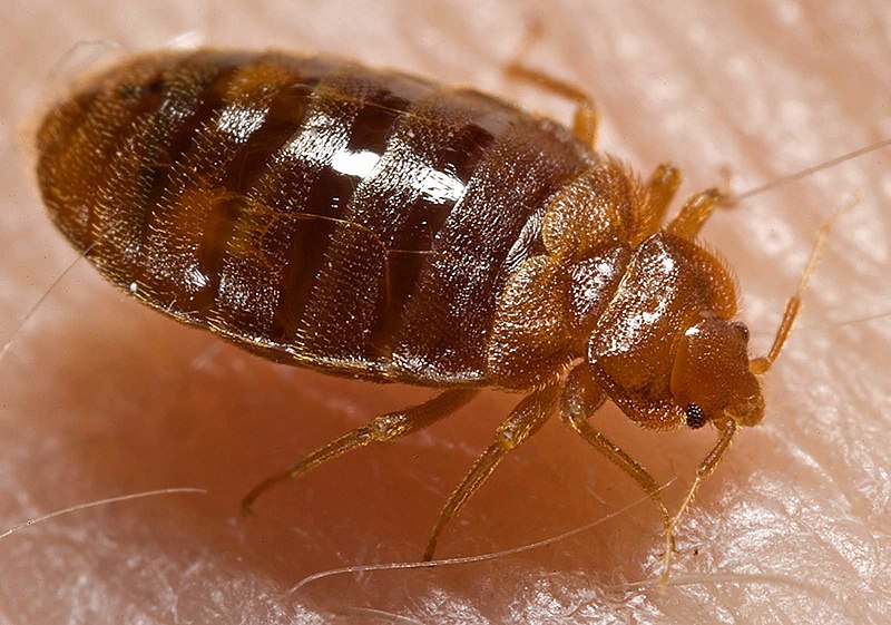 Bed Bug Exterminator East York - Best Bed Bug service in East York