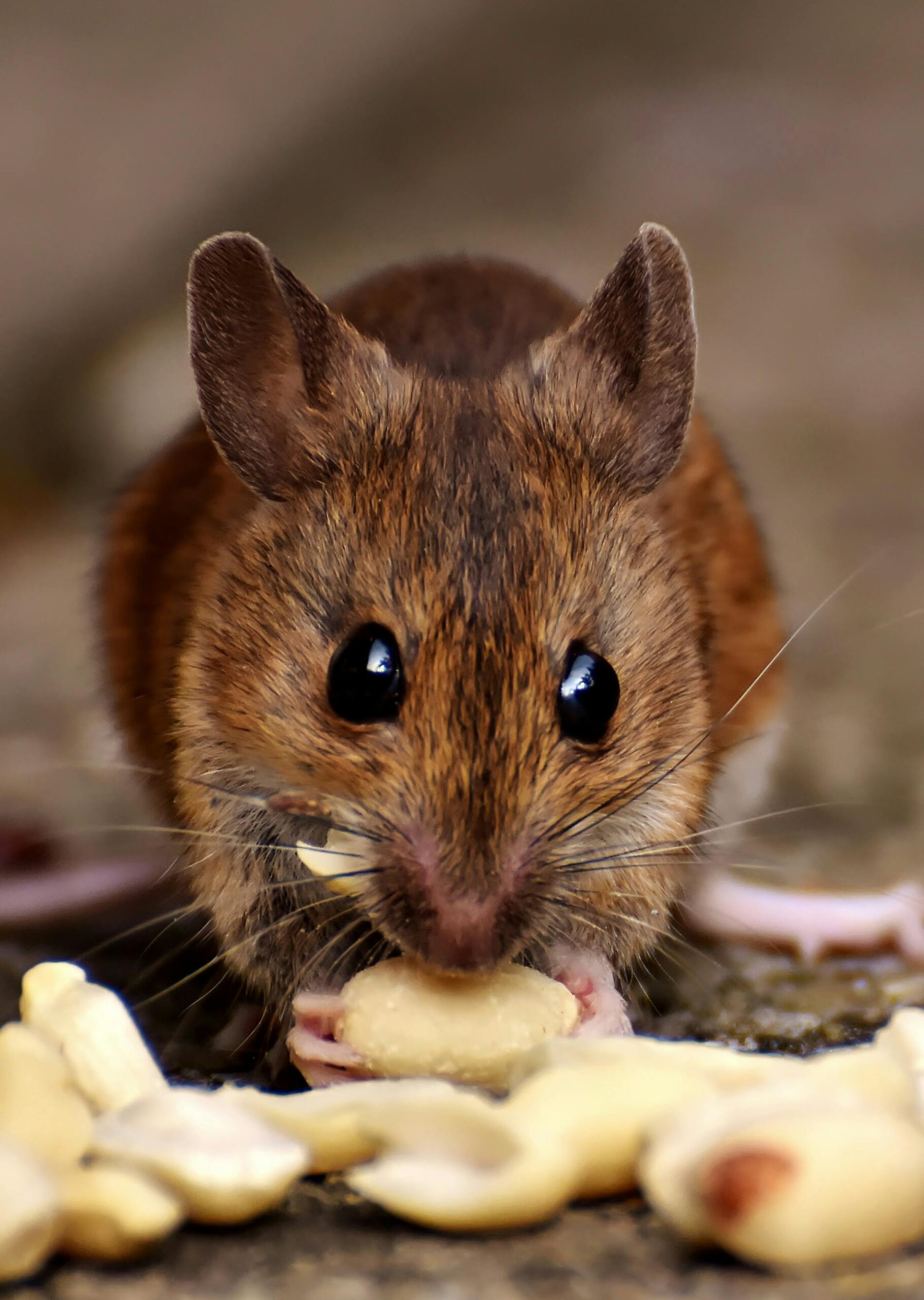Best Hamilton mice exterminator