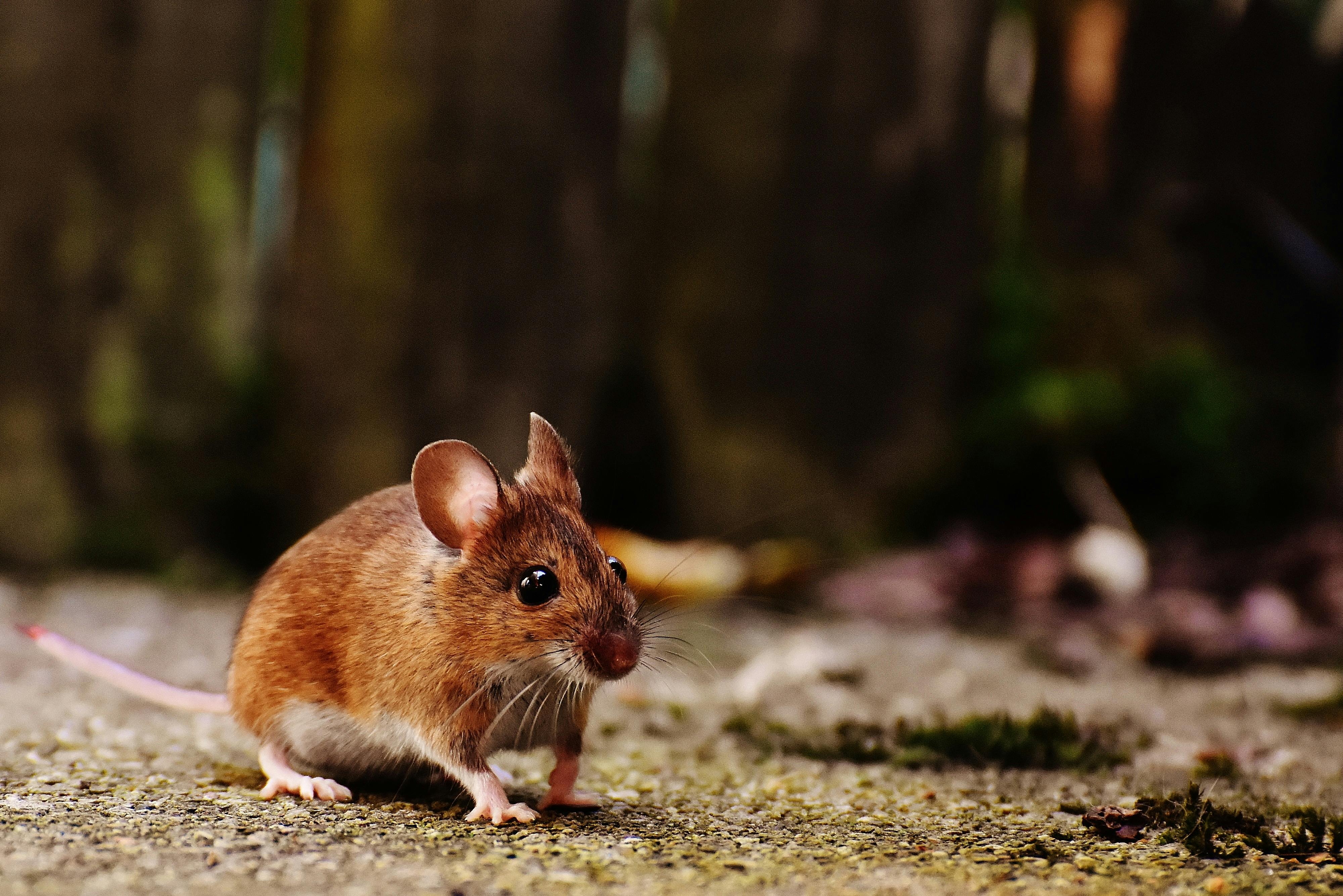 How much to remove mice in brampton? 