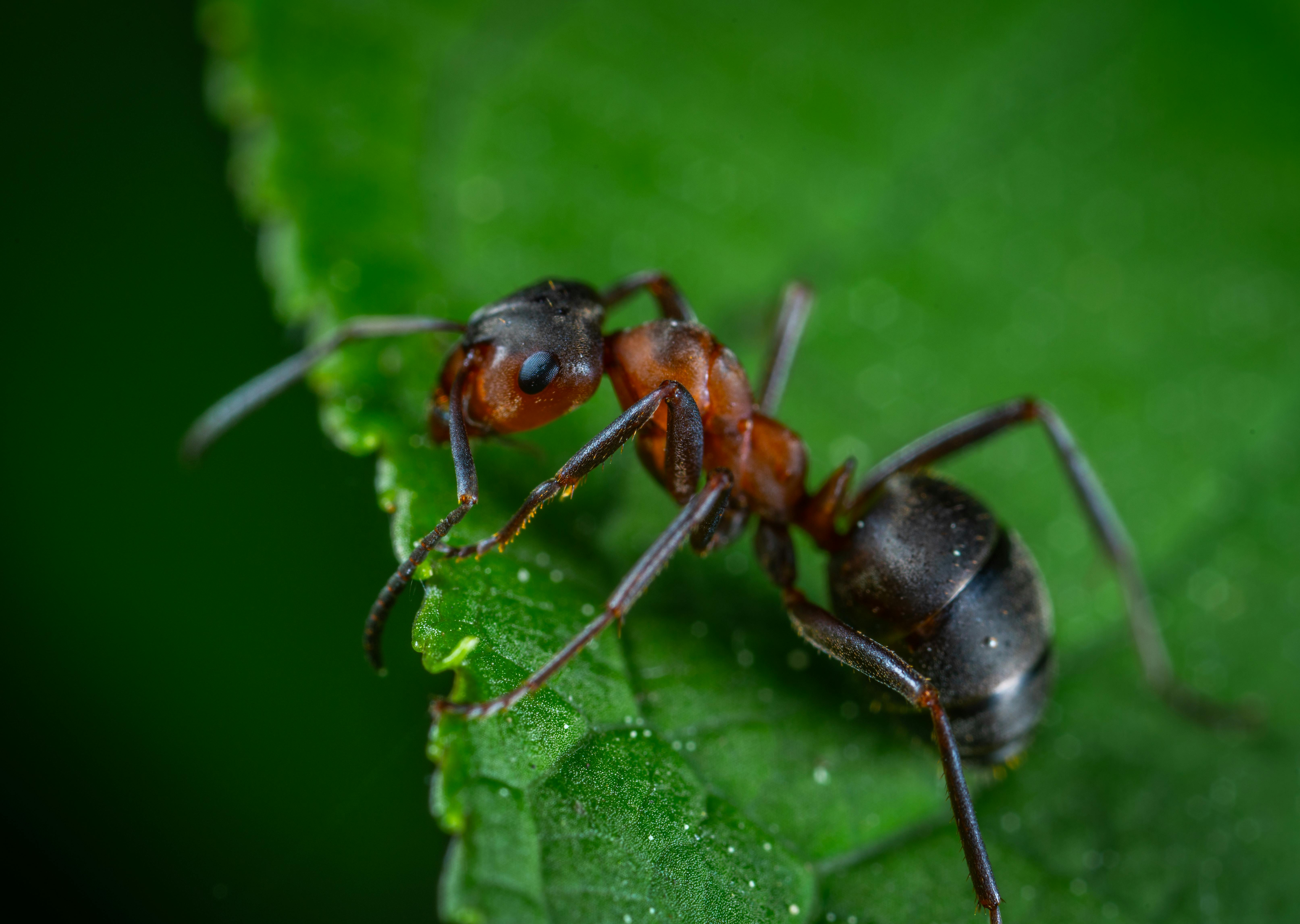 Ant removal Brampton