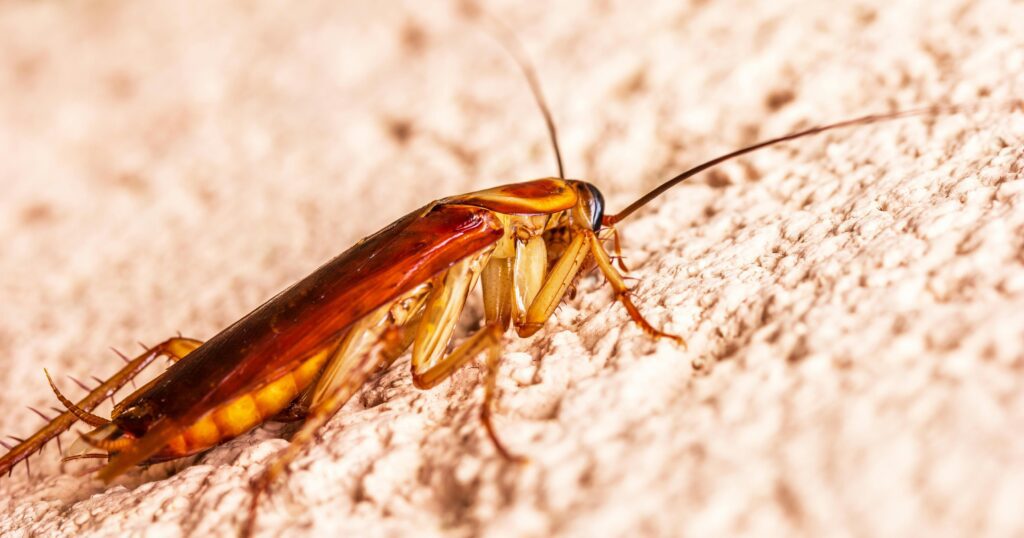 Mississauga treatment for cockroaches