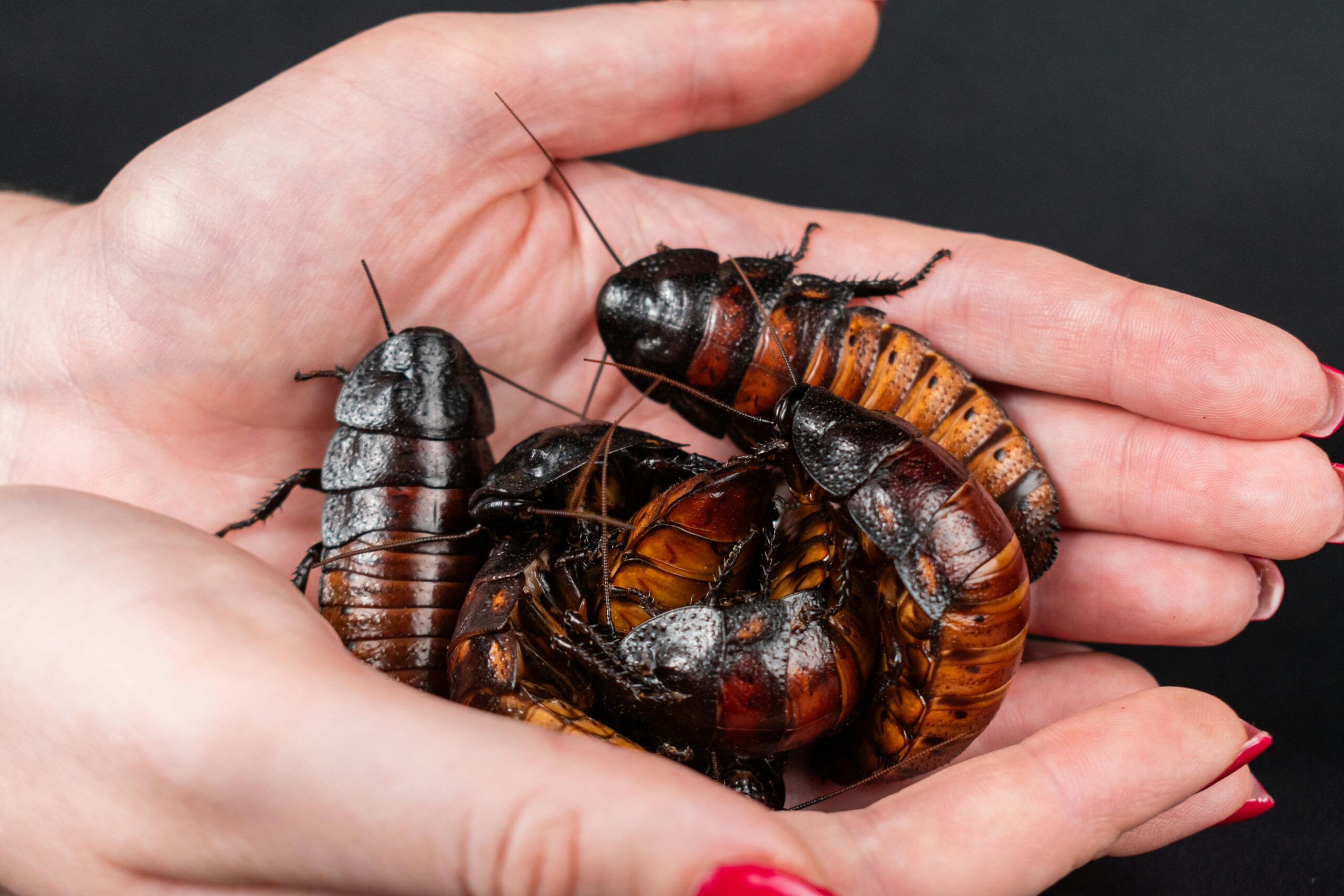 Cockroach Exterminator Mississauga