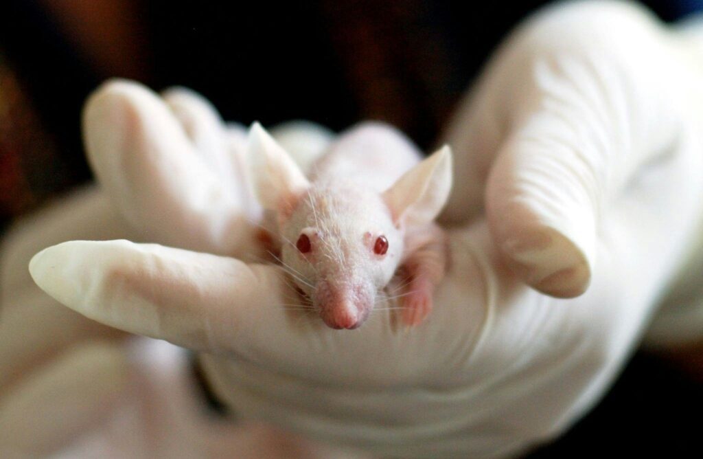 How to get rid of mice in oakville?