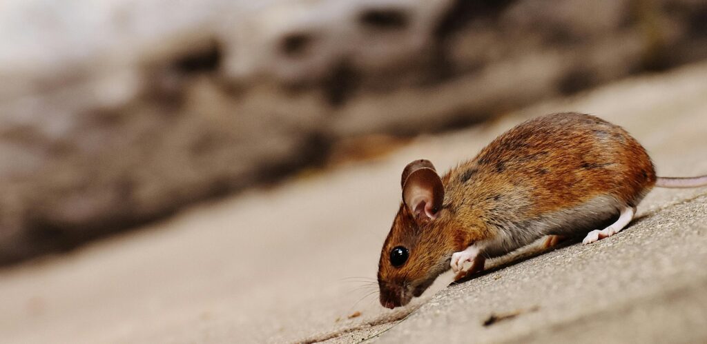 Mice Exterminator brampton