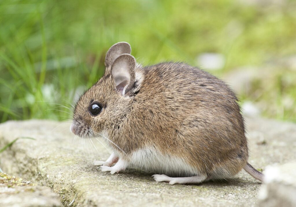 How much does it cost to get rid of mice in Toronto?