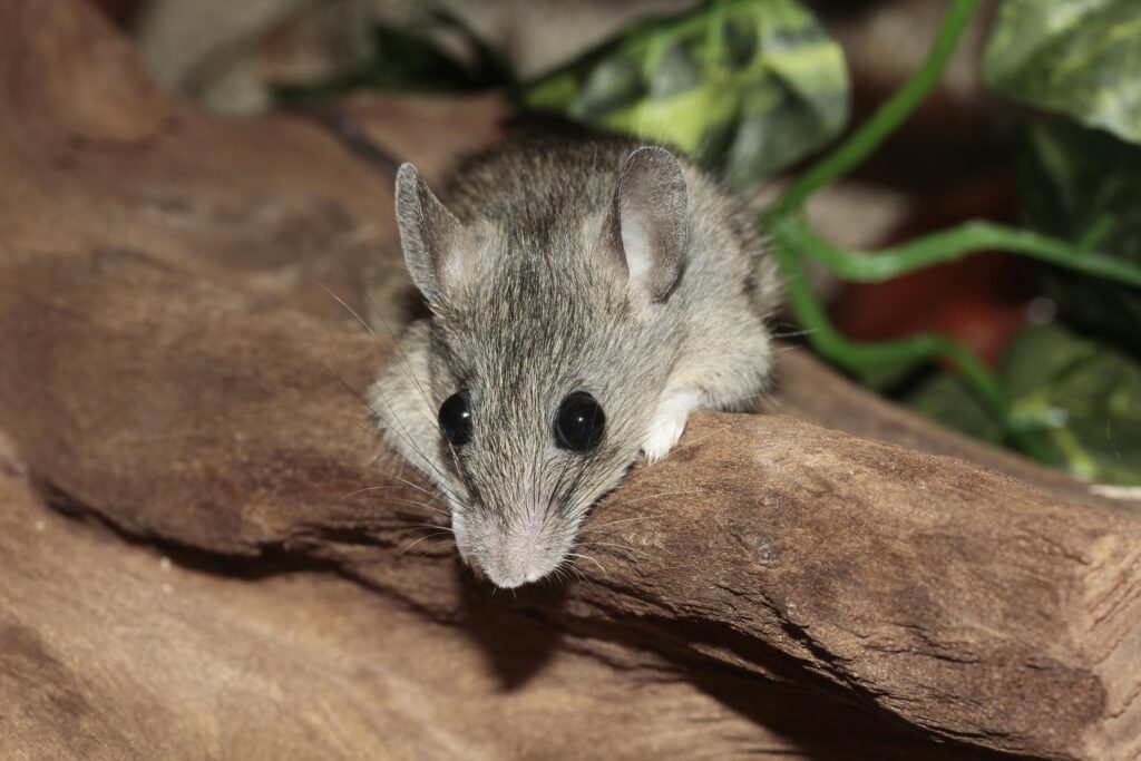 Best East York Mice Removal