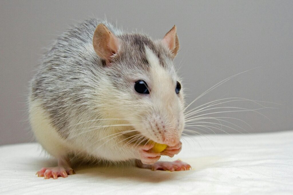 Mice Control Vaughan