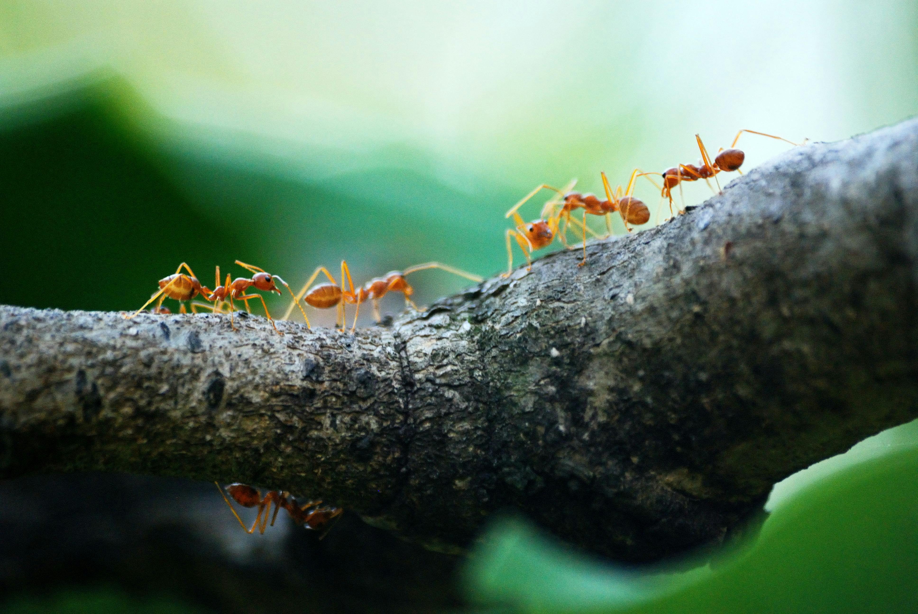 Ant treatment Burlington