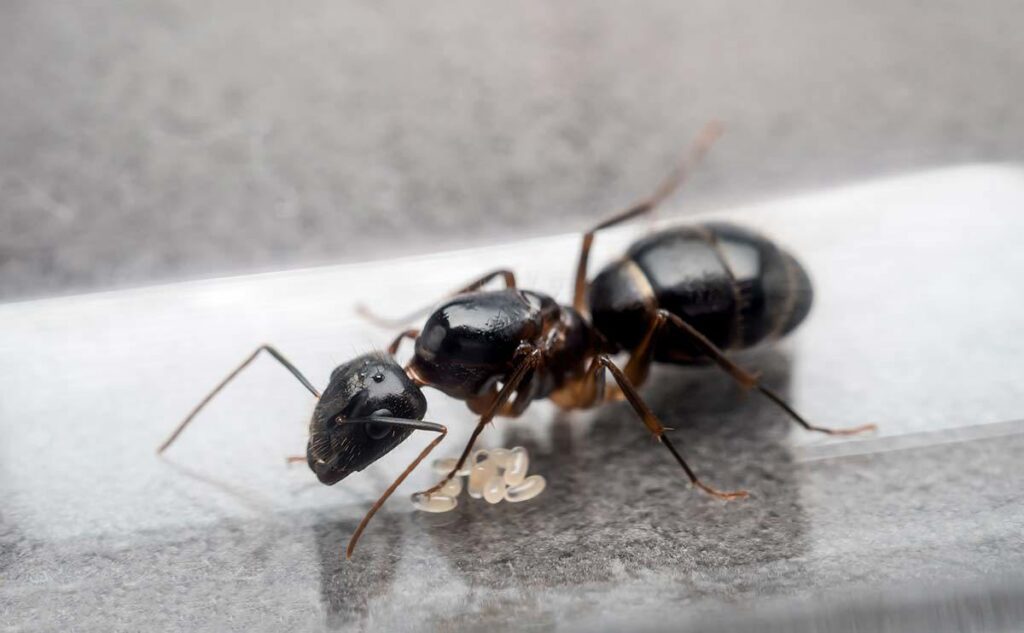 Brampton Ant Extermination - Brampton Ant Treatment