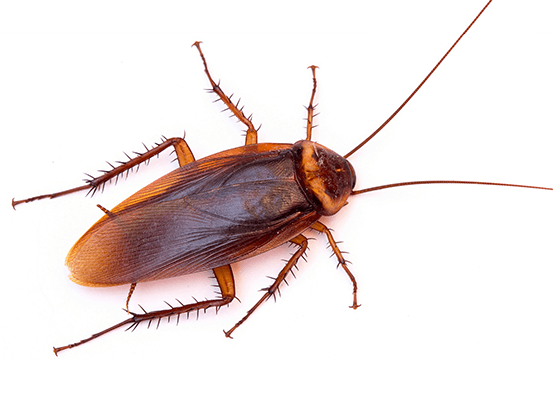How Much Does Pest Control Cost in Toronto?