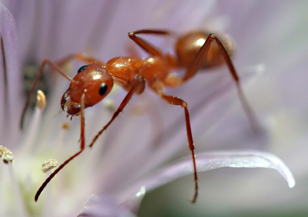 How do I find Where Ants are Coming From?