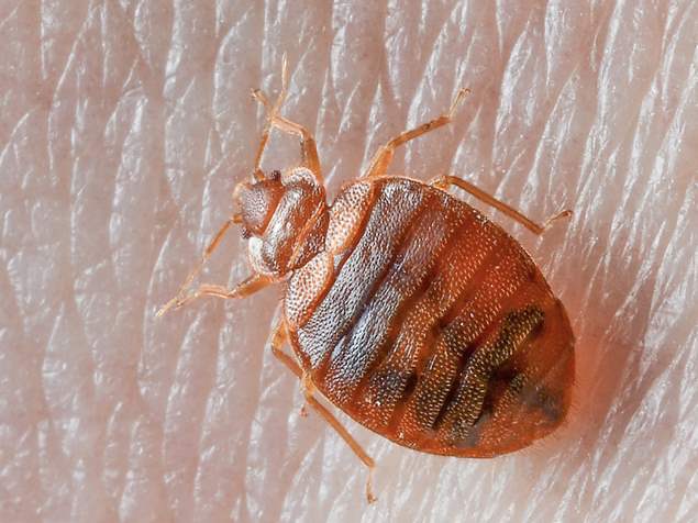 Cheap bed bug removal toronto