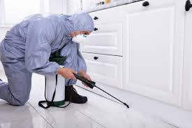 What attracts mice to your house?