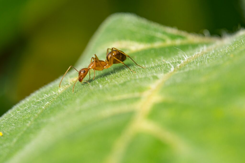 what prices are associated with ant removal