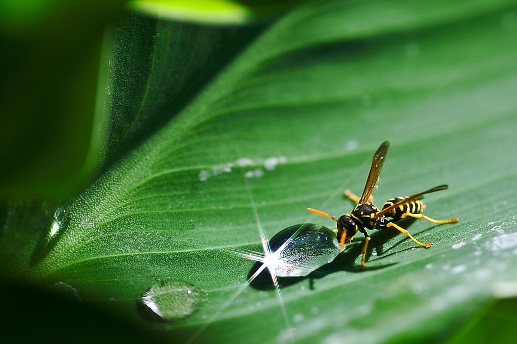 wasp control Mississauga