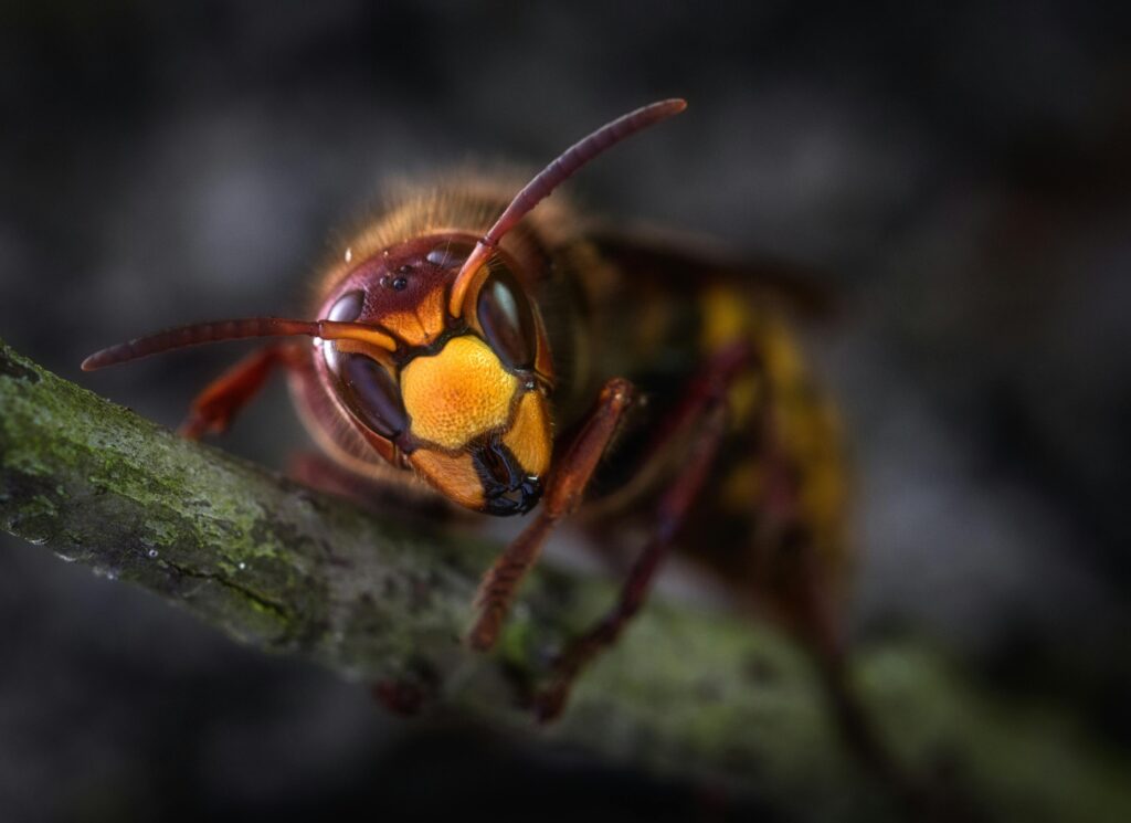 Wasp Control Richmond Hill