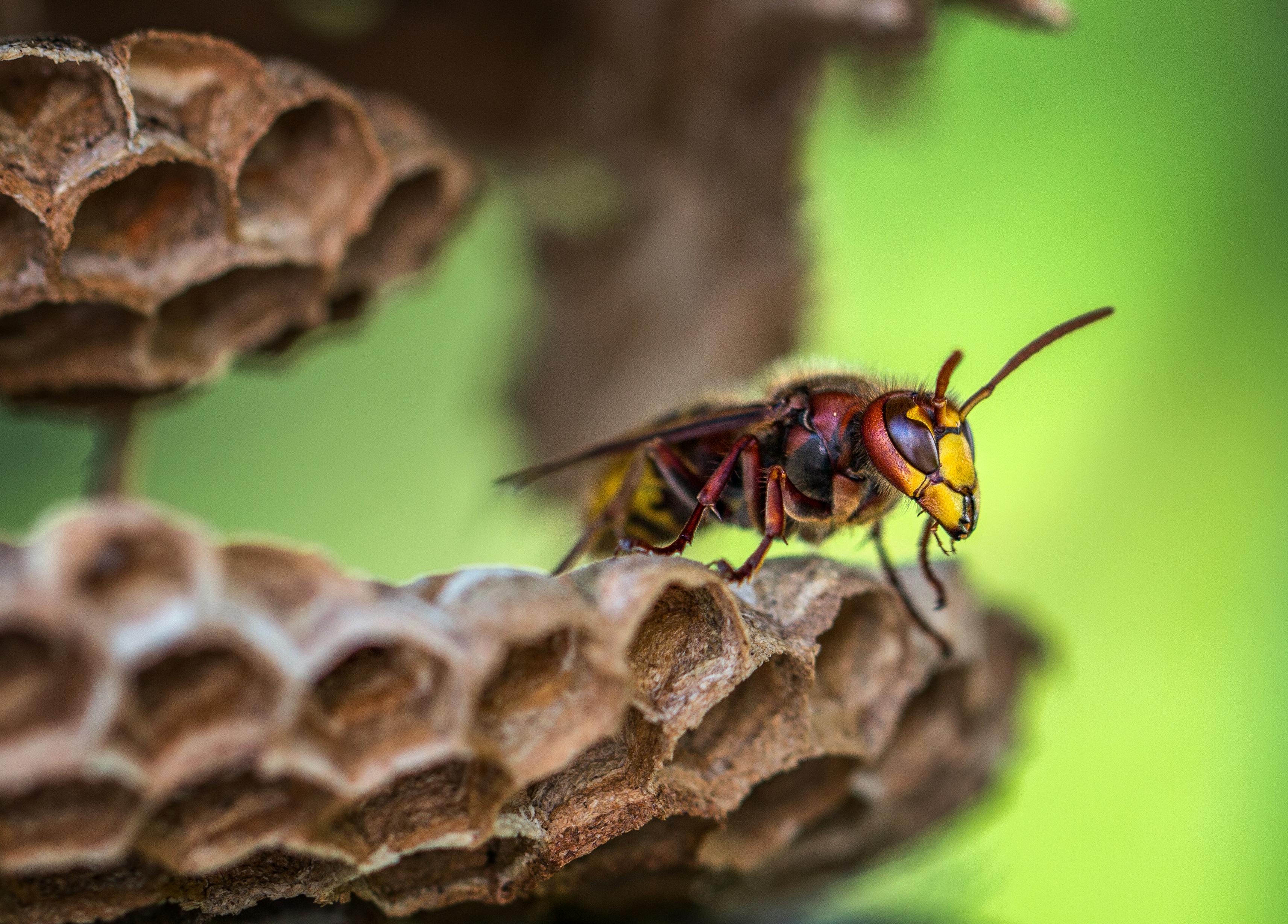 wasp control Vaughan