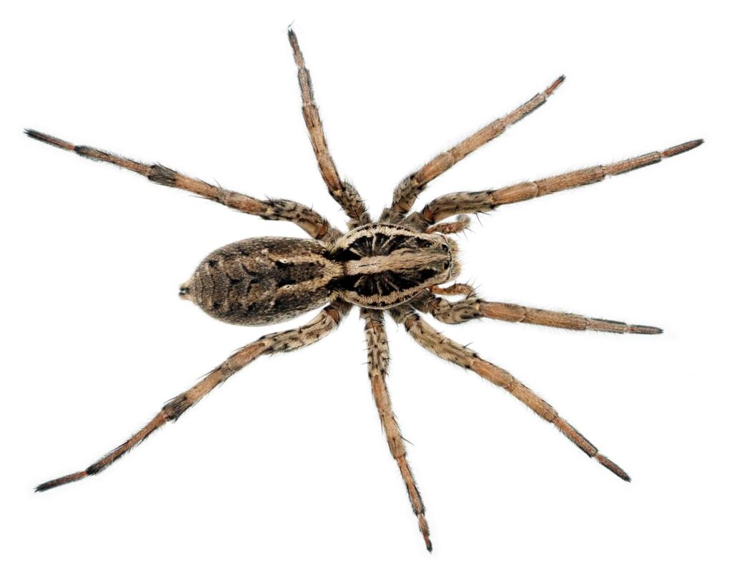 prices associated with different pest types in toronto
