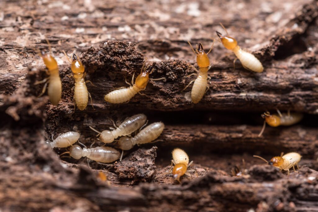 Termite Control Toronto
best in the city