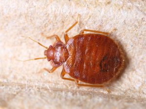 Bed Bug Treatment Toronto