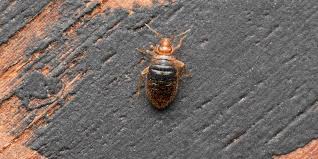 bed bug removal price Mississauga