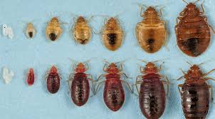 Mississauga bed bug pricing guidelines