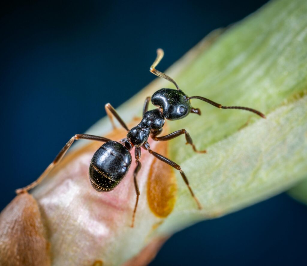 How Much Does Pest Control Cost in Mississauga?