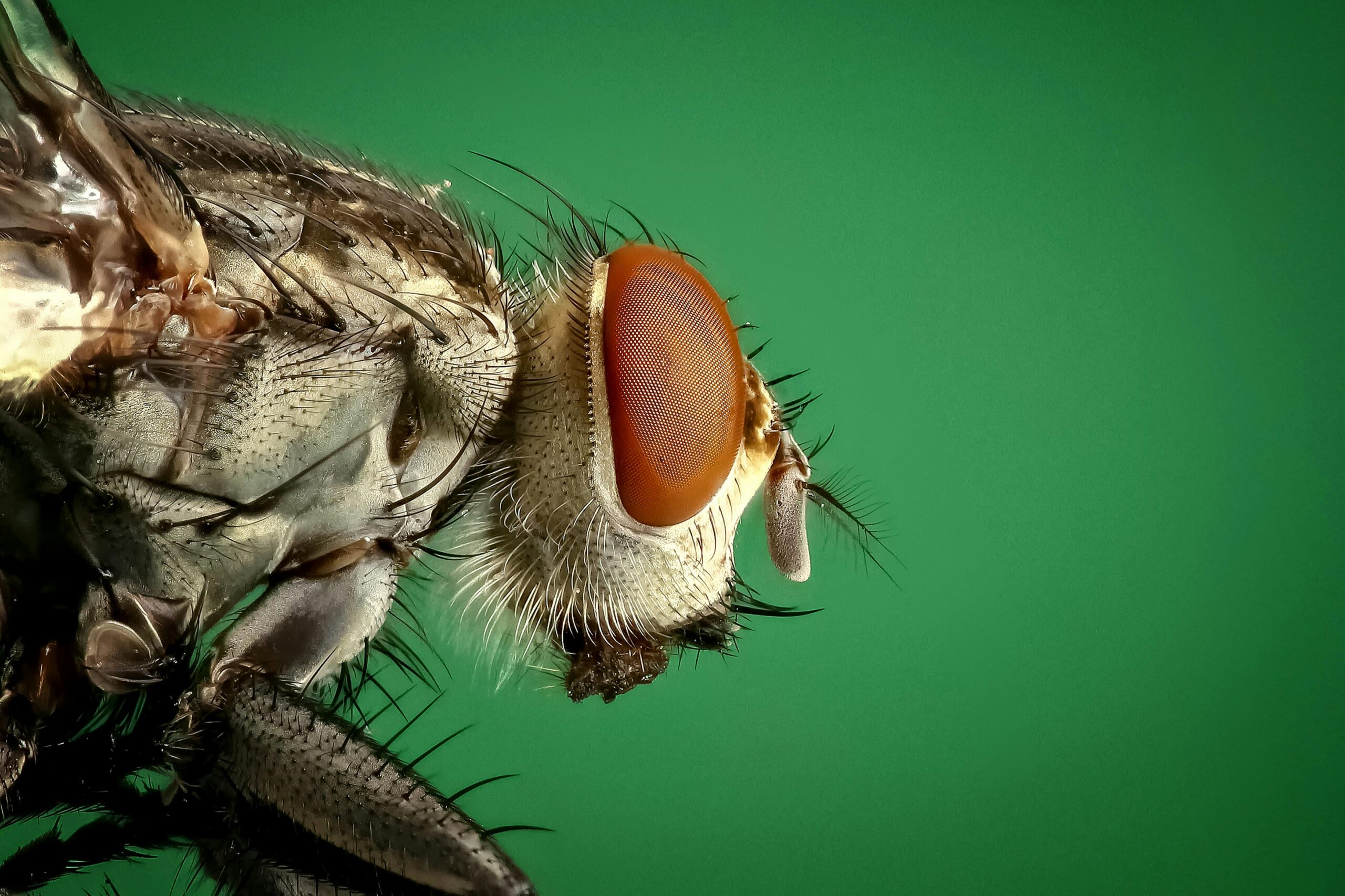 Fumigation services Mississauga