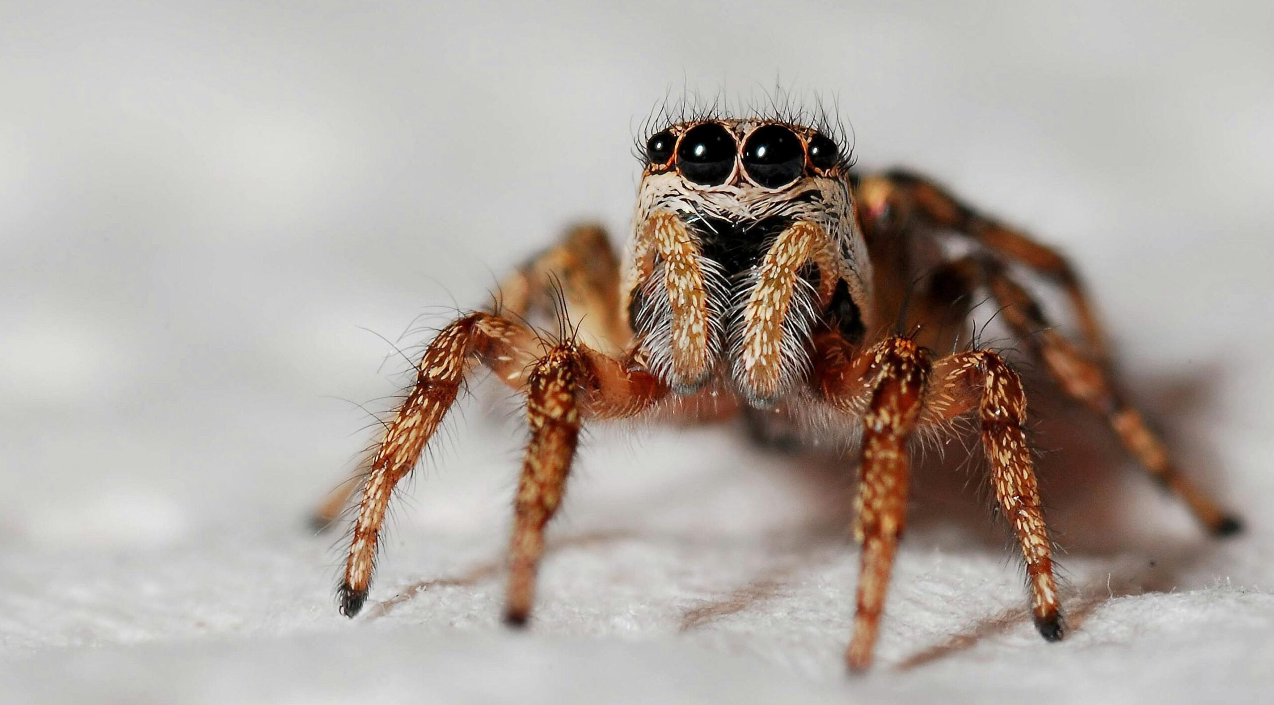 Spider removal Toronto – Affordable pest control services in GTA homes & businesses.