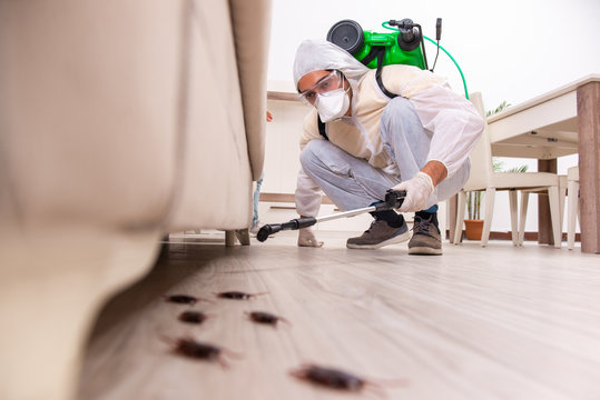 Thornhill Pest Control Services